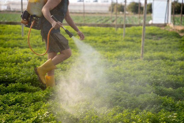 Best Local Pest Control Services  in Red Rock, AZ